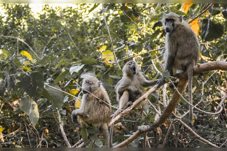 Decatur County Commissioners Cancel Tax Breaks for $396M Monkey Breeding Facility Amid Public Ire and PETA Criticism
