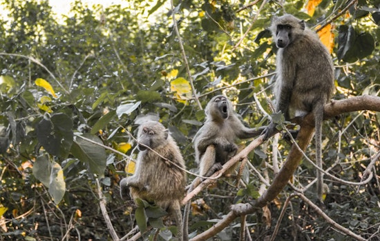 Decatur County Commissioners Cancel Tax Breaks for $396M Monkey Breeding Facility Amid Public Ire and PETA Criticism