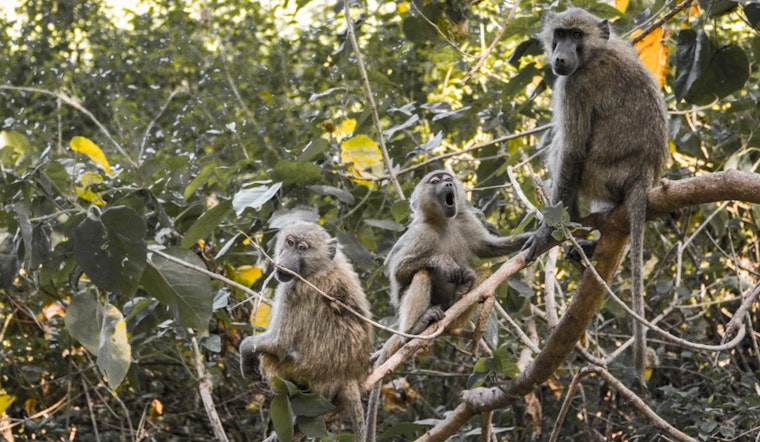 Decatur County Commissioners Cancel Tax Breaks for $396M Monkey Breeding Facility Amid Public Ire and PETA Criticism