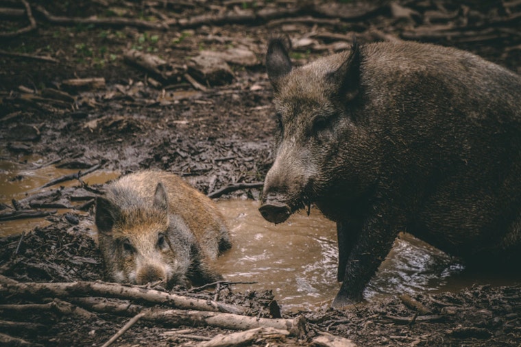 Denmark Study Stirs Debate on Texas Feral Hog Menace, Challenges Ecological Damage Assumptions