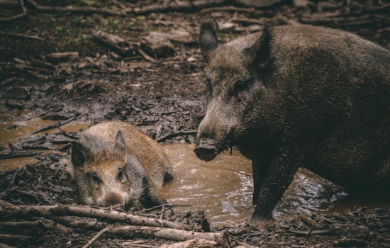 Denmark Study Stirs Debate on Texas Feral Hog Menace, Challenges Ecological Damage Assumptions