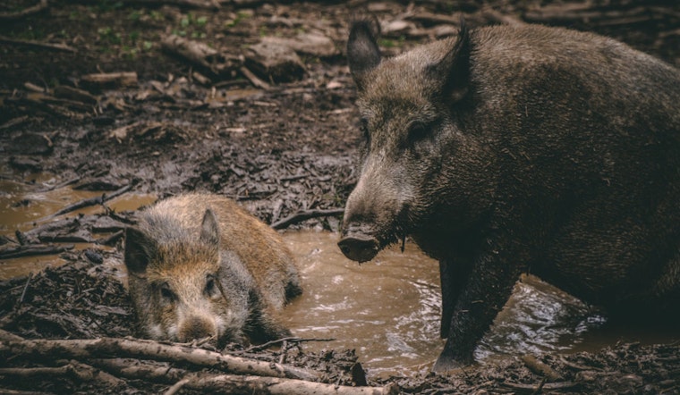 Denmark Study Stirs Debate on Texas Feral Hog Menace, Challenges Ecological Damage Assumptions