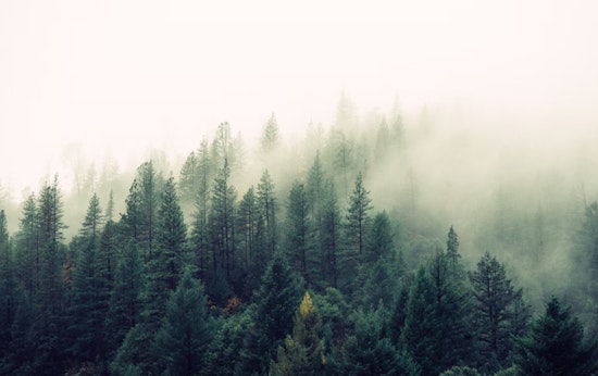 Dense Fog Advisory Issued for Portland and Vancouver Metros, Challenging Morning Commutes