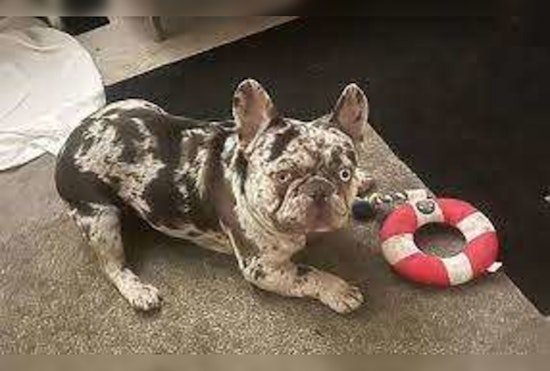 Desperate L.A. Owner Clings to Getaway Car in Valiant Attempt to Recover Snatched French Bulldog