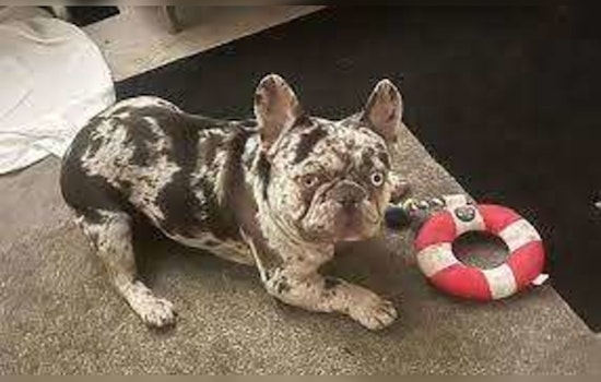 Desperate L.A. Owner Clings to Getaway Car in Valiant Attempt to Recover Snatched French Bulldog