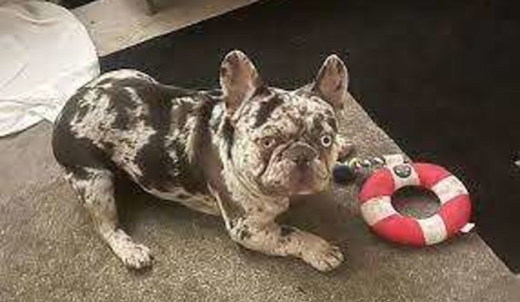 Desperate L.A. Owner Clings to Getaway Car in Valiant Attempt to Recover Snatched French Bulldog