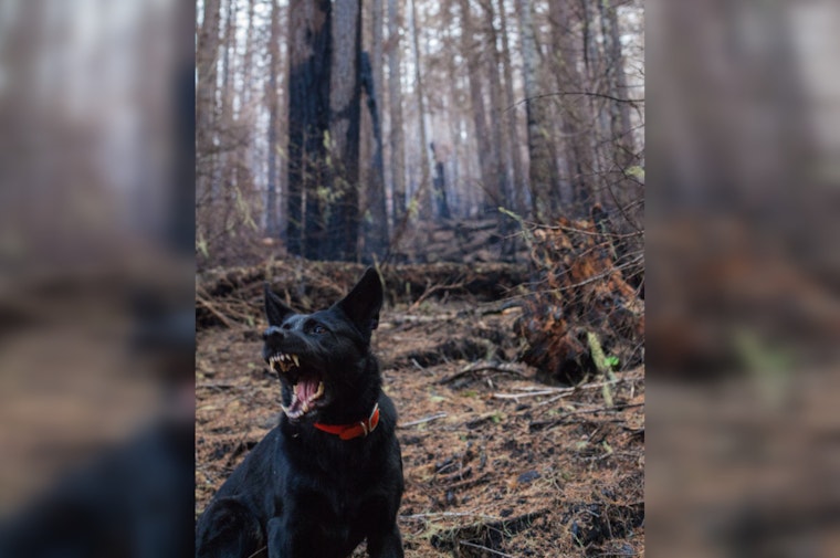 Detroit Father of Six Dies After Dog Attack, Pet Owner Acknowledges Dogs' Aggressive Past