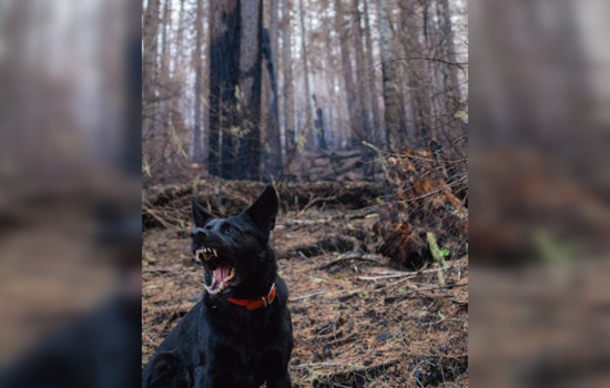 Detroit Father of Six Dies After Dog Attack, Pet Owner Acknowledges Dogs' Aggressive Past
