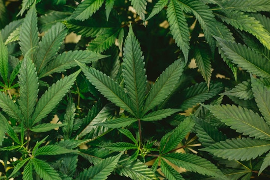 Dispensary Owner Accuses MassCBA Head of Botching Tewksbury Pot Shop License Deal