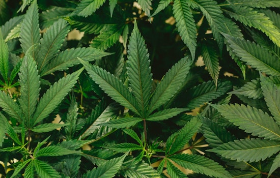 Dispensary Owner Accuses MassCBA Head of Botching Tewksbury Pot Shop License Deal