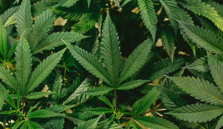 Dispensary Owner Accuses MassCBA Head of Botching Tewksbury Pot Shop License Deal
