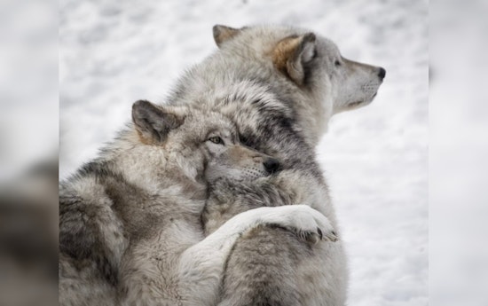 $50K on the Line, Feds Seek Tips in Oregon Gray Wolf Killings