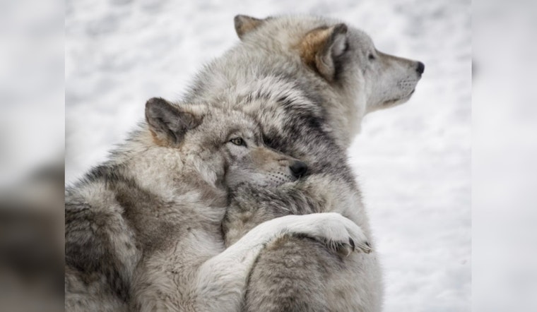 $50K on the Line, Feds Seek Tips in Oregon Gray Wolf Killings