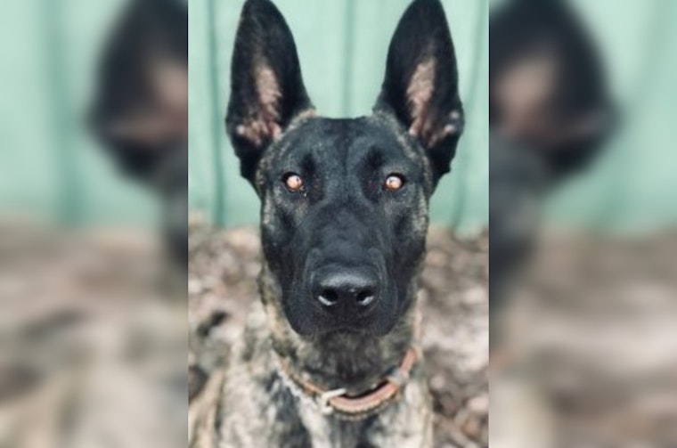 Duluth Police Honor K9 Luna's Legacy on Third Anniversary of Line-of-Duty Sacrifice