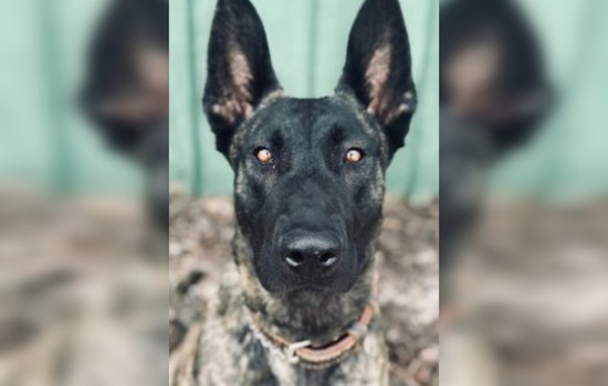 Duluth Police Honor K9 Luna's Legacy on Third Anniversary of Line-of-Duty Sacrifice