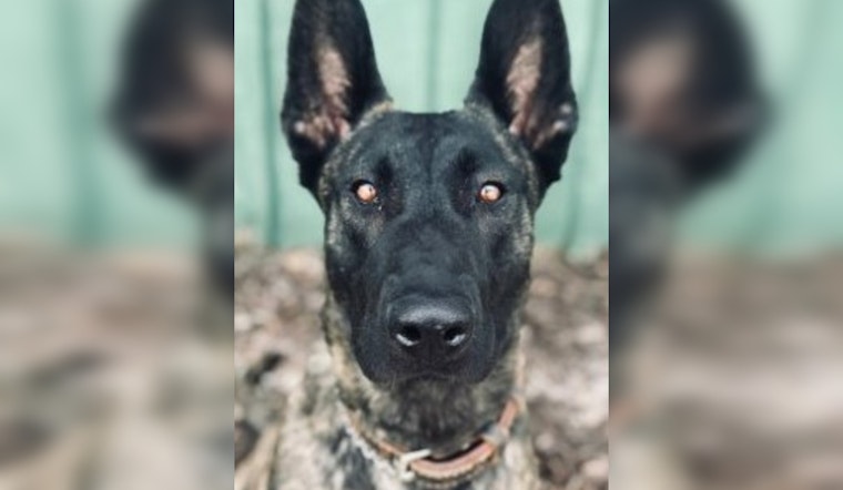 Duluth Police Honor K9 Luna's Legacy on Third Anniversary of Line-of-Duty Sacrifice