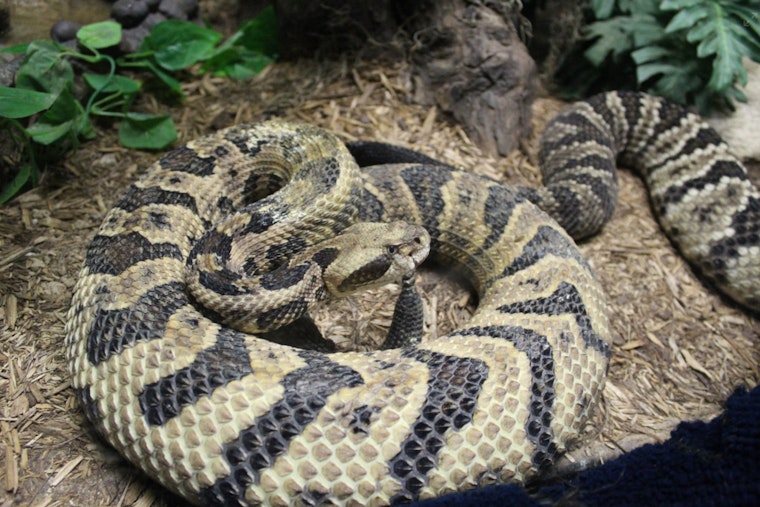 Early Rattlesnake Bite Incident in Cave Creek Prompts Warning for Arizona Hikers