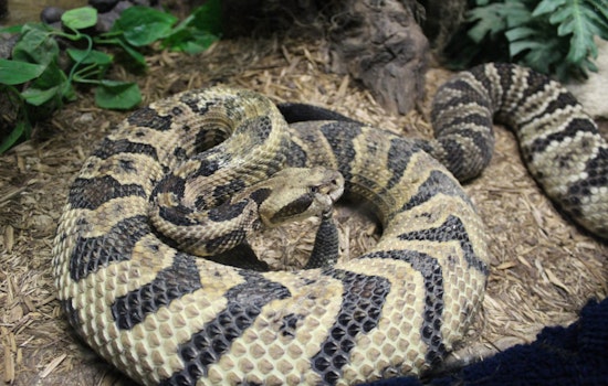 Early Rattlesnake Bite Incident in Cave Creek Prompts Warning for Arizona Hikers