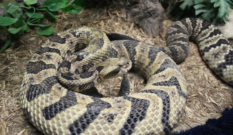 Early Rattlesnake Bite Incident in Cave Creek Prompts Warning for Arizona Hikers