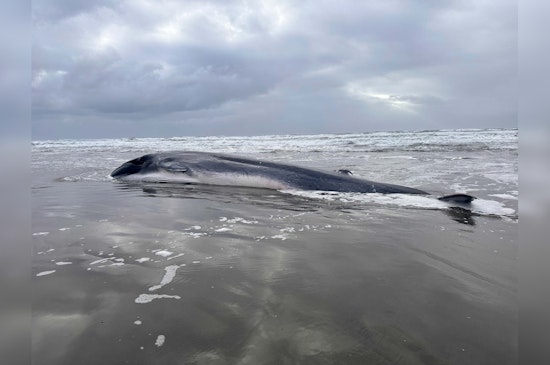 Endangered Fin Whale Found Dead on Oregon Coast, Possible Victim of Orcas and Entanglement