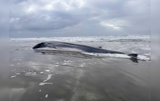 Endangered Fin Whale Found Dead on Oregon Coast, Possible Victim of Orcas and Entanglement