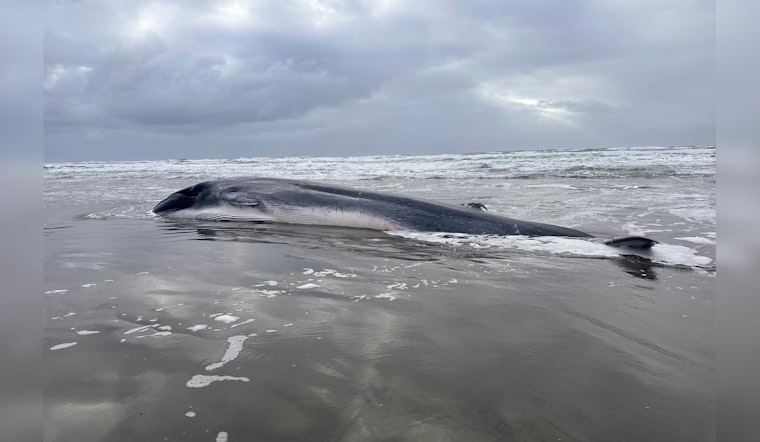 Endangered Fin Whale Found Dead on Oregon Coast, Possible Victim of Orcas and Entanglement