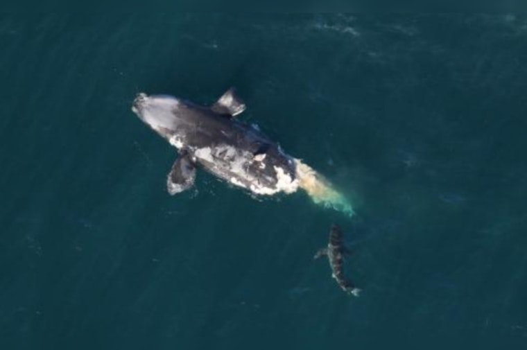 Endangered North Atlantic Right Whale Found Dead off Georgia Coast Amid Conservation Concerns