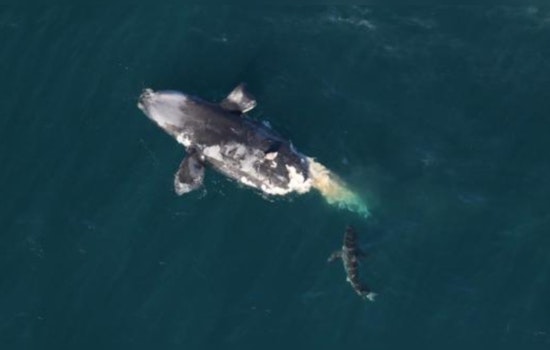 Endangered North Atlantic Right Whale Found Dead off Georgia Coast Amid Conservation Concerns