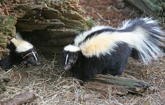 Experts Share Skunk Season Strategies as New York Prepares for Strong Odors
