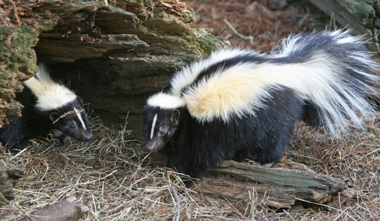 Experts Share Skunk Season Strategies as New York Prepares for Strong Odors