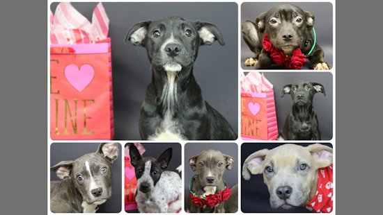 Find Love at Arlington Animal Services, Adopt a Furry Valentine Before the Day of Hearts
