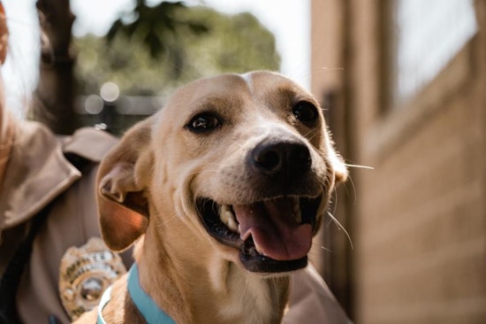 Find Your "Fur-ever Valentine" at Animal Care & Control's Adoption Event
