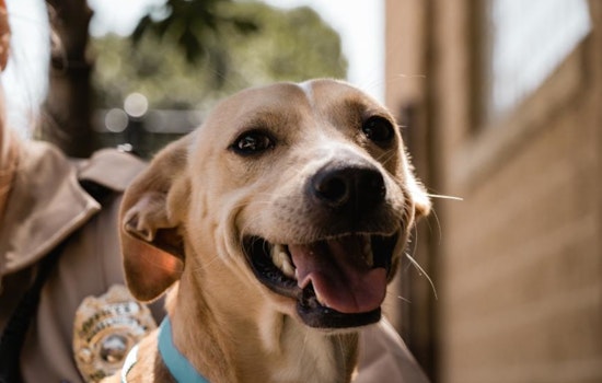 Find Your "Fur-ever Valentine" at Animal Care & Control's Adoption Event