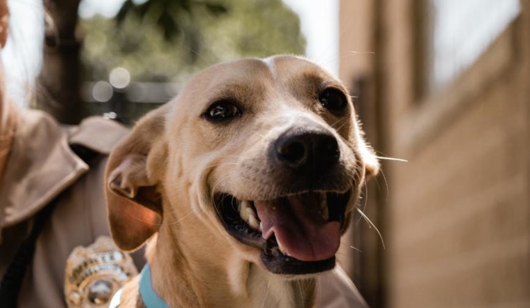Find Your "Fur-ever Valentine" at Animal Care & Control's Adoption Event
