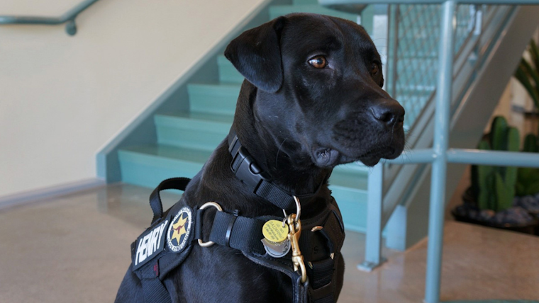 Fort Worth Cheers as Beloved Shelter Spokesdog Henry Set to Retire After a Decade of Service