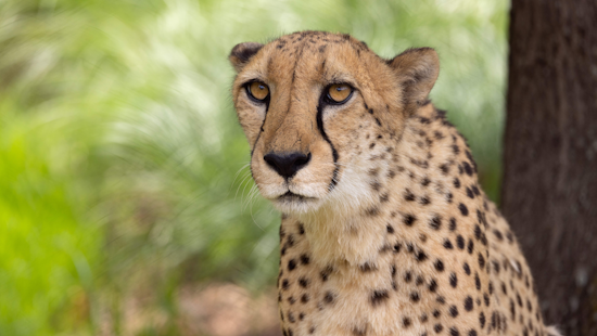 Fort Worth City Council Acquires Predators of Asia & Africa Exhibit in Gift Deed from Zoological Association