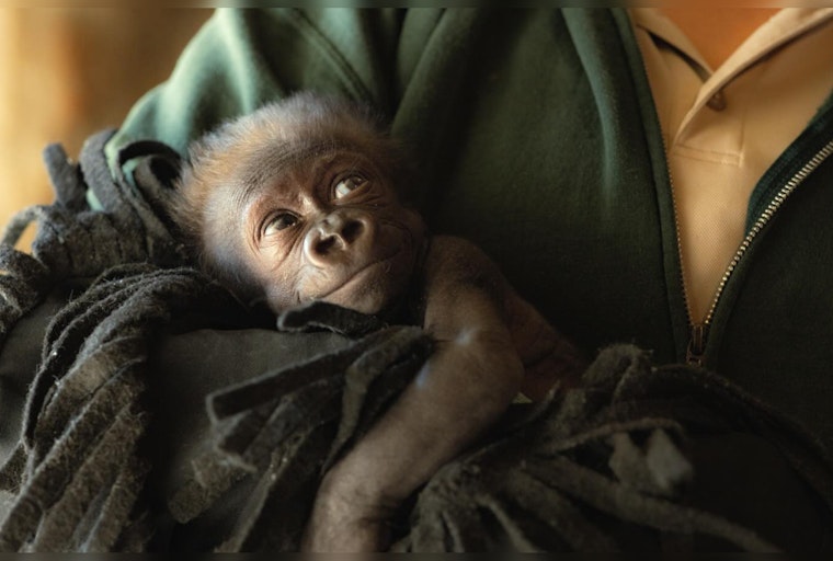 Fort Worth Zoo Celebrates Rare Birth of Premature Gorilla, Names Her 'Jameela'
