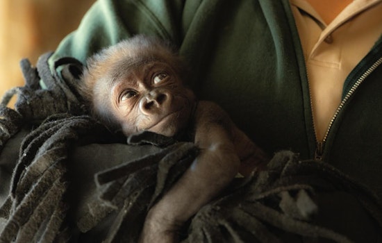 Fort Worth Zoo Celebrates Rare Birth of Premature Gorilla, Names Her 'Jameela'