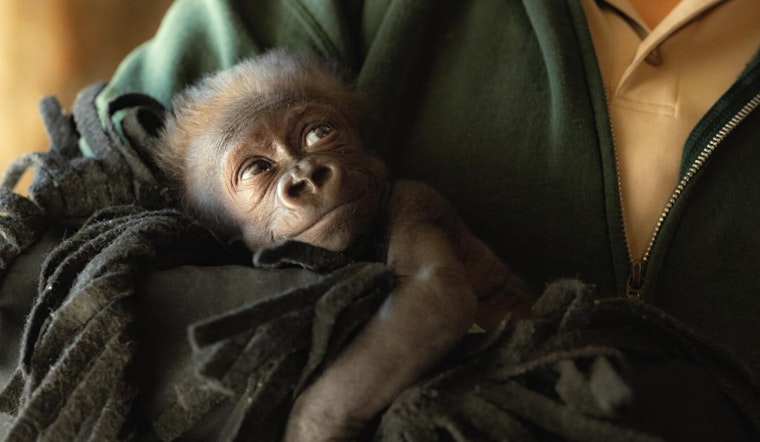 Fort Worth Zoo Celebrates Rare Birth of Premature Gorilla, Names Her 'Jameela'