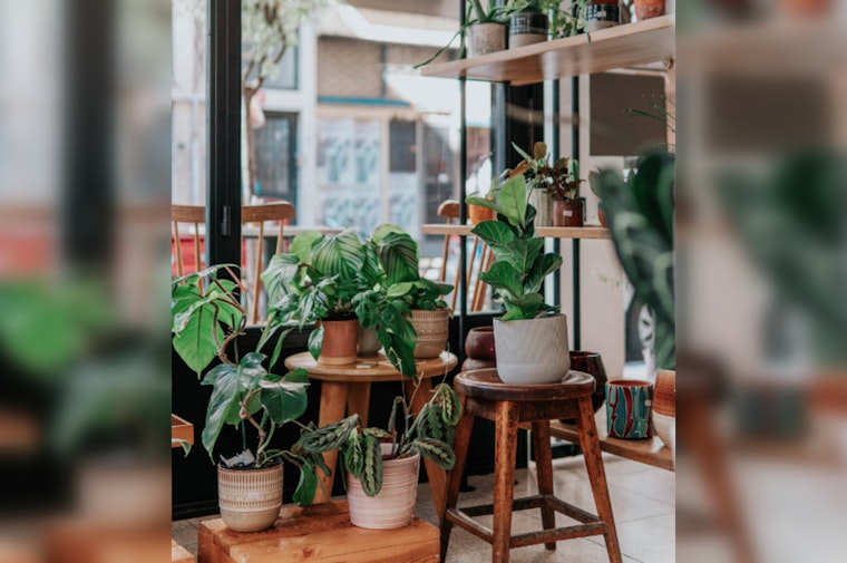 Fountain Hills Community Garden Invites Locals to Annual Plant Sale Fundraiser