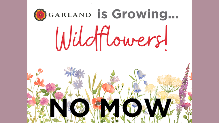 Garland Embraces Eco-Friendly Beauty with Wildflower-Laden Medians in Pilot Program