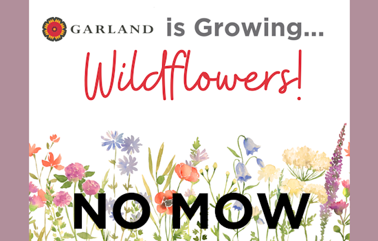 Garland Embraces Eco-Friendly Beauty with Wildflower-Laden Medians in Pilot Program