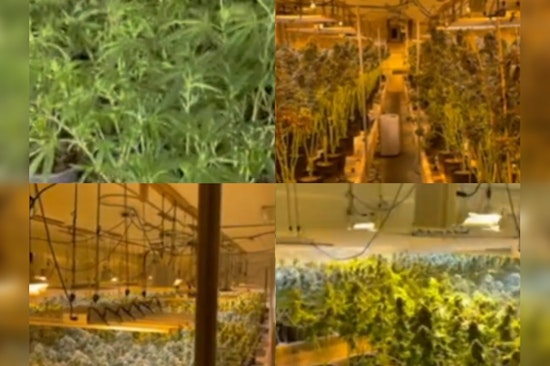 Georgia's Gone Green, Peach State Cops Unearth $22.3M Pot Paradise in Fishy Farm Farce