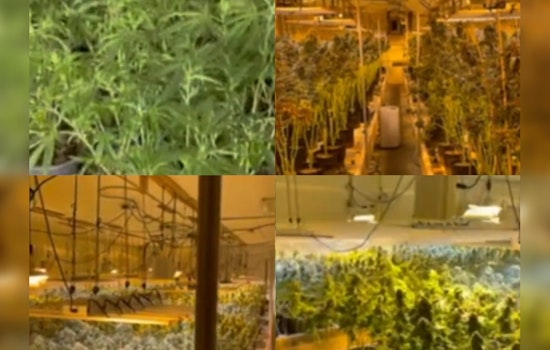 Georgia's Gone Green, Peach State Cops Unearth $22.3M Pot Paradise in Fishy Farm Farce