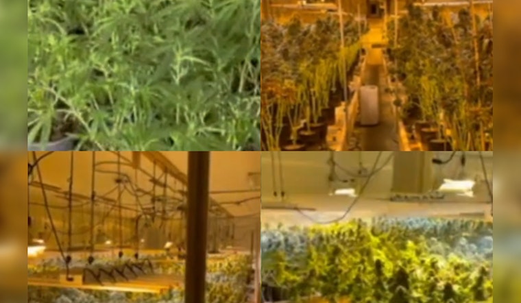 Georgia's Gone Green, Peach State Cops Unearth $22.3M Pot Paradise in Fishy Farm Farce