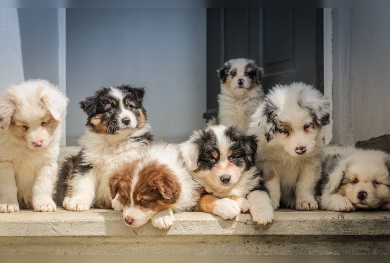 Good Samaritans Rally to Save Abandoned Puppies Near South Mountain