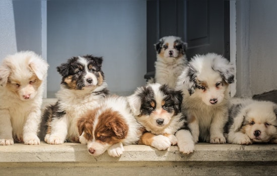 Good Samaritans Rally to Save Abandoned Puppies Near South Mountain