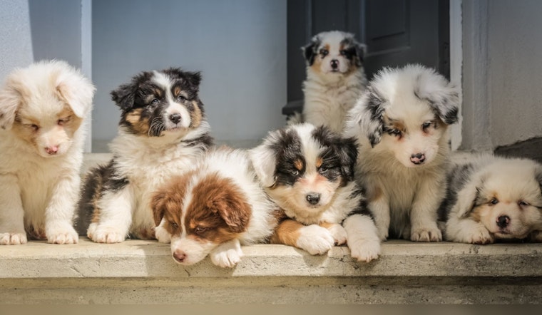 Good Samaritans Rally to Save Abandoned Puppies Near South Mountain