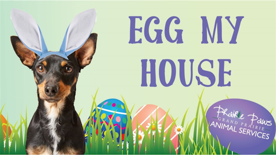 Grand Prairie Animal Services Announces 'Egg My House' Fundraiser for Easter—Entries Limited to City Residents
