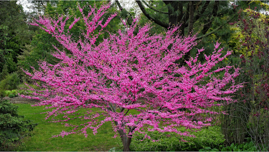 Green Macomb Tree and Plant Sale Invites Michigan Locals to Cultivate Their Gardens